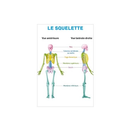 Planches anatomiques - Le squelette