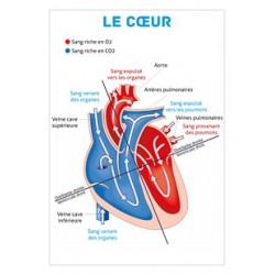Planche anatomique - Le cœur