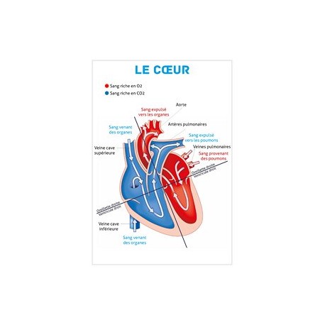 Planche anatomique - Le cœur