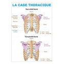 Planche anatomique - La cage thoracique