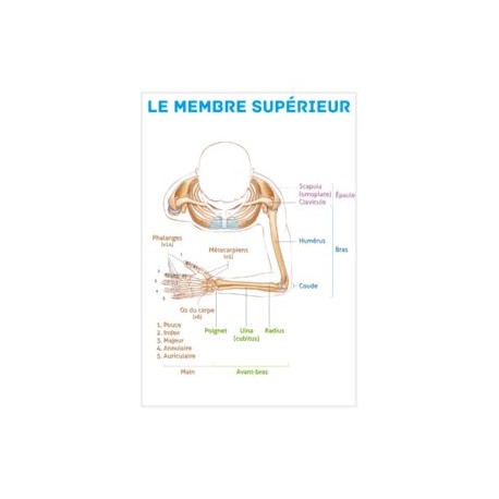 Planche anatomique - Le membre supérieur
