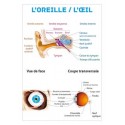 Planche anatomique - L’oreille & l’œil